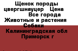 Щенок породы  цвергшнауцер › Цена ­ 30 000 - Все города Животные и растения » Собаки   . Калининградская обл.,Приморск г.